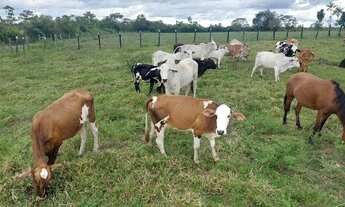 Imagem 6: Fazenda 45 hectares há 22 km de Castanhal R$: 950.000 mil