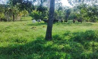 Imagem 2: Terra de 2 alqueire em professor Jamil