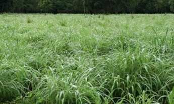 Imagem: Chácara 2 alqueires (9,68 hectares) Araguapaz