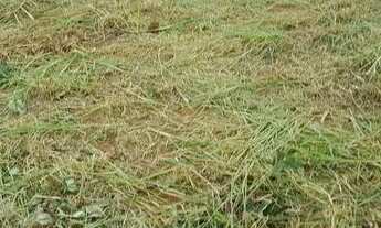 Imagem 6: Lote Águas lindas - GO