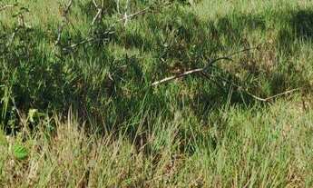 Imagem 8: Corumbá 4 poucos vizinhos