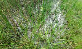 Imagem 3: Fazenda/Sítio/Chácara para venda tem 50000 metros quadrados em Zona Rural - Conde - BA