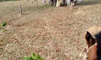 Imagem 6: Fazenda Dupla Aptidão Município de Montes Claros Goiás ! 30 alqueires !