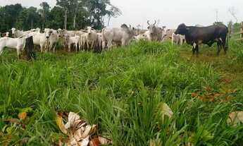 Imagem 5: Vendo fazenda na BR 364