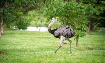 Imagem 3: Terreno maravilhoso no aldeia do vale