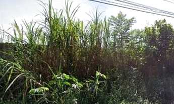 Imagem 5: Rua Frank Perkins