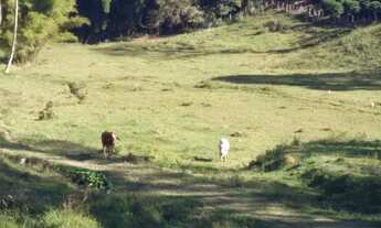 Imagem 2: Sítio de 9 alqueires - produzindo Café - Serra Negra/ Barrocão