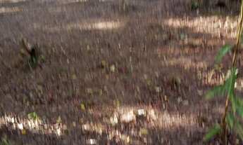 Imagem 4: Terreno à venda em Imbassaí, Dimensões=25m*25m/Frente e Fundo por 40m*40m*/Laterais