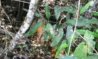 Imagem 7: Chácara em Itaberaí