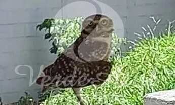 Imagem 3: Apartamento - Conjunto Residencial Souza Queiroz - Campinas