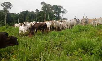 Imagem: Vendo fazenda na BR 364