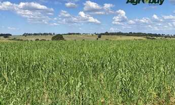 Imagem 6: Fazenda 60 alqueires Professor Jamil