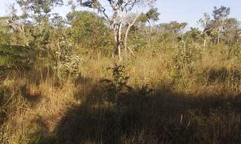 Imagem 6: Oportunidade vendo excelente chácara com 4 hectares( escriturada