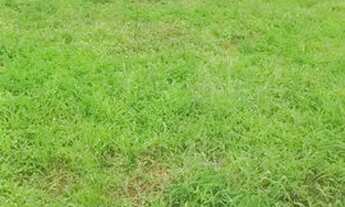 Imagem 3: Lotes de 500m² Terreno / lote com venda por R$60.000
