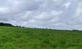 Imagem 2: Fazenda 45 hectares há 22 km de Castanhal R$: 950.000 mil