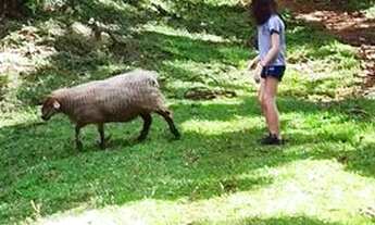 Imagem 3: Sítio campo Alegre SC