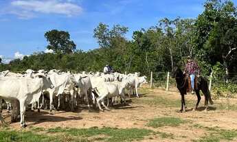 Imagem: Arrendo fazenda