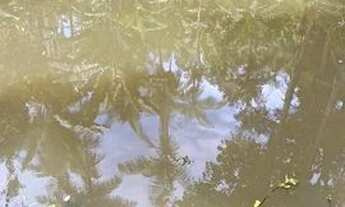 Imagem 2: Sítio em Miracatu