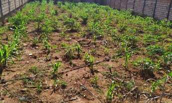 Imagem: Lote 12 x 30 metros - Vila Oliveira - Aparecida