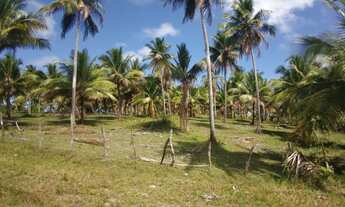 Imagem 6: Fazenda/Sítio/Chácara para venda tem 50000 metros quadrados em Zona Rural - Conde - BA