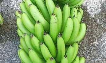 Imagem 3: Sítio em Miracatu