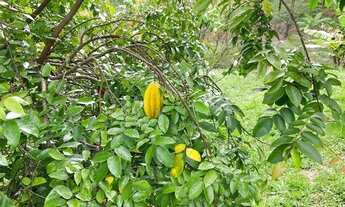 Imagem 7: Lote/Terreno para venda tem 1000 metros quadrados em Boa Vista - Igaratá - SP