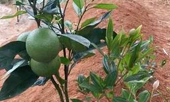 Imagem 6: Terreno / Chácara - Sta. Isabel - DOMINGOS MARTINS