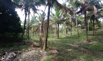 Imagem 5: Fazenda/Sítio/Chácara para venda tem 50000 metros quadrados em Zona Rural - Conde - BA