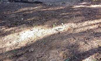 Imagem 3: Terreno à venda em Imbassaí, Dimensões=25m*25m/Frente e Fundo por 40m*40m*/Laterais