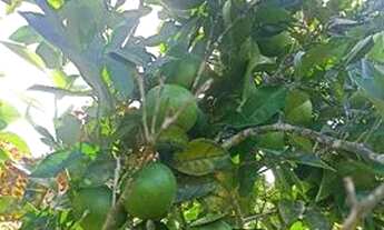 Imagem 5: Sítio em Miracatu