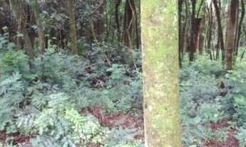 Imagem 4: Chácara à venda em Taquara RS, Na localidade de Fazenda Fialho!!