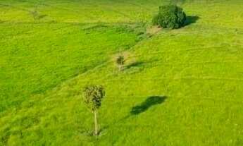 Imagem: Fazenda 220 Alqueires Região De Palmeira