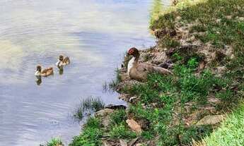 Imagem 7: Terreno à venda, 230 m² por R$ 82.000,00 - Centro - Macaíba/RN