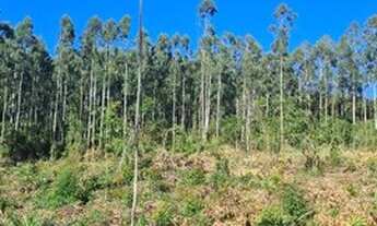 Imagem 6: Ótima área 5.2ha, boa para investimento