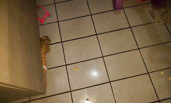 Imagem 3: JD PARANAVAÍ - MAUÁ - APTO. VAGO - MUDE-SE JÁ