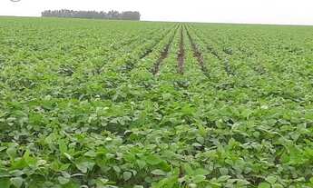 Imagem: FAZENDA À VENDA EM BOM JESUS - PI - 1.180