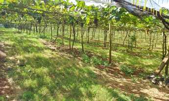 Imagem 4: Chácara Marialva