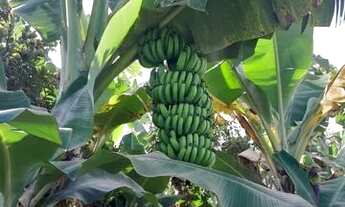 Imagem 3: Vendo Chacara no nucleo rural estancia do pipiripau 2