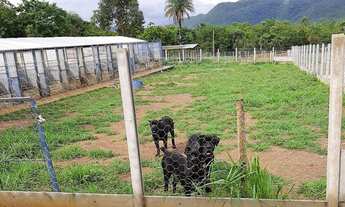 Imagem 2: Sítio Chácaras 1 alqueire