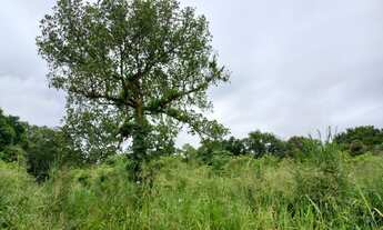 Imagem 7: Sítio 2 alqueires Plano Terra boa pra Banana ( Willian Ricardo