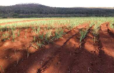 Imagem 2: FAZENDA ENTRE SÃO CARLOS E ARARAQUARA 74,23 ALQ