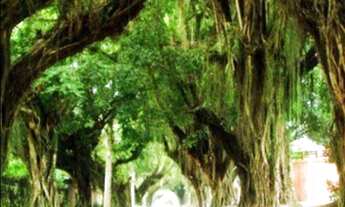 Imagem 7: Condomínio fechado área 1000m2 Aclive