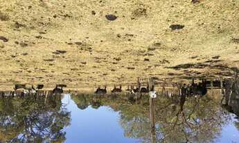 Imagem 7: Fazenda em caldas novas 63 Alqueires planta 45