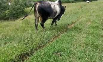 Imagem 4: Chácara à venda 3 Quartos, 4 Vagas, 411400M², Zona Rural, Lagoinha - SP