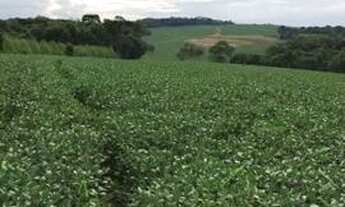 Imagem 3: Oportunidade raríssima no parana