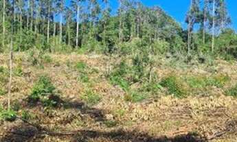 Imagem 2: Ótima área 5.2ha, boa para investimento