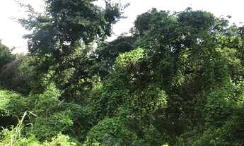 Imagem 6: Lote/Chácara a venda. Com 5.300m2 St. Sítio de Recreio Ipê - Goiânia - GO