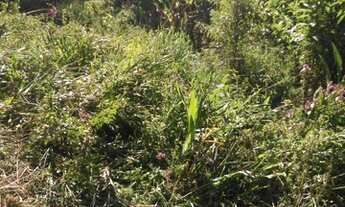 Imagem 5: Chácara com mina em São Francisco Xavier SP