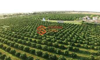 Imagem 3: VENDO FAZENDA COM 130 TAREFAS - CRISÓPOLIS - BAHIA