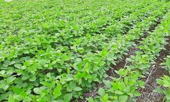 Imagem 3: FAZENDA À VENDA EM BOM JESUS - PI - 1.180 HECTARES (DUPLA APTIDÃO
